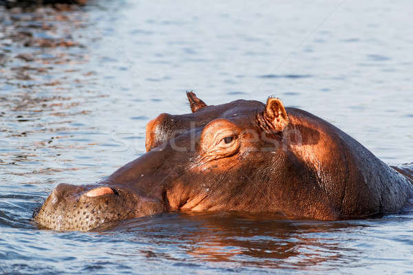 portrait of Hippo Hippopotamus Hippopotamus Stock photo © artush