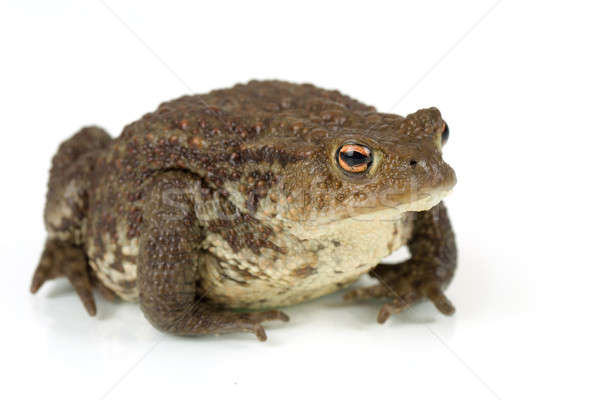 Common toad, bufo bufo, isolated  Stock photo © artush