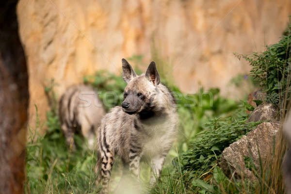 Striped hyena (Hyaena hyaena) Stock photo © artush