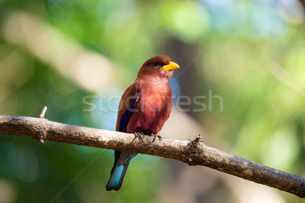 Kuş Madagaskar güzel park yaban hayatı Stok fotoğraf © artush