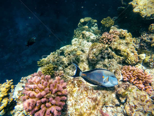 Coral and fish in the Red Sea. Safaga, Egypt Stock photo © artush