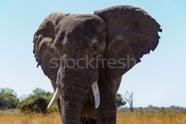 Elefant african Africa safari wildlife joc Imagine de stoc © artush