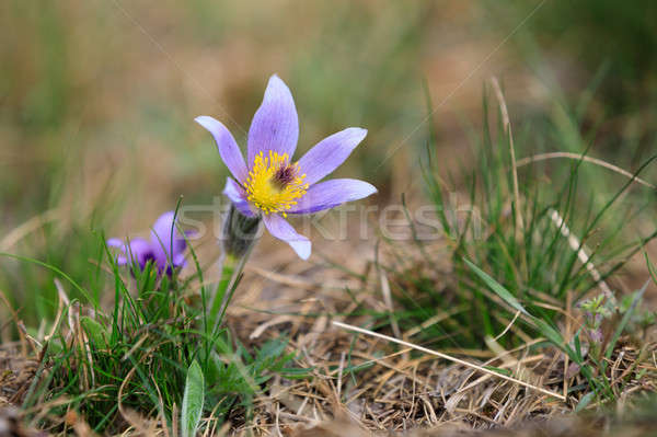 Fioritura fiore viola piccolo peloso primavera Foto d'archivio © artush