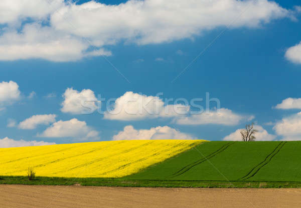 Gelb grünen Frühling Bereich Frühling ländlichen Stock foto © artush
