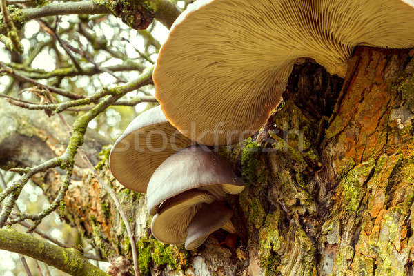 autumn mushroom on tree Stock photo © artush
