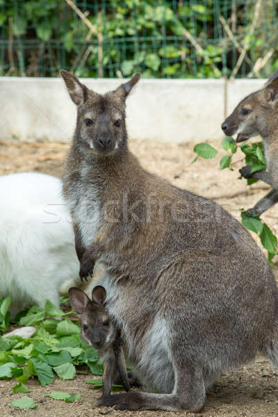 Stock photo: grazzing Red-necked Wallaby (Macropus rufogriseus)