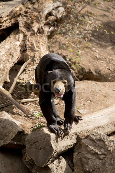 Zon beer triest dieren eenzaam asia Stockfoto © artush