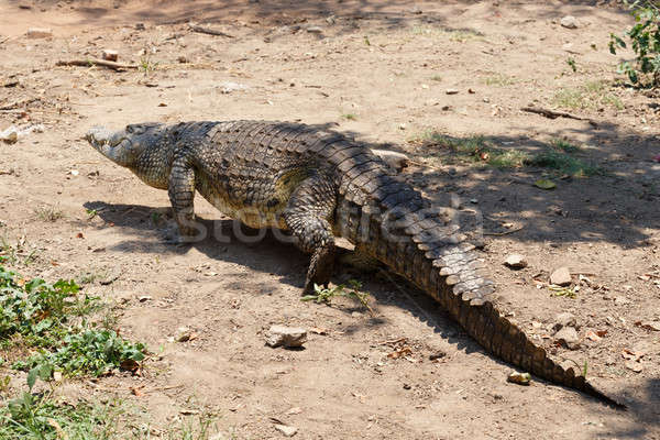Portré krokodil víz természet Afrika fej Stock fotó © artush