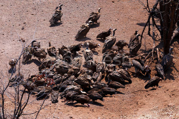 flock of White backed vulture Stock photo © artush
