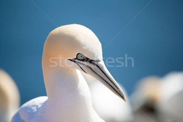 northern gannet sitting on the nest Stock photo © artush