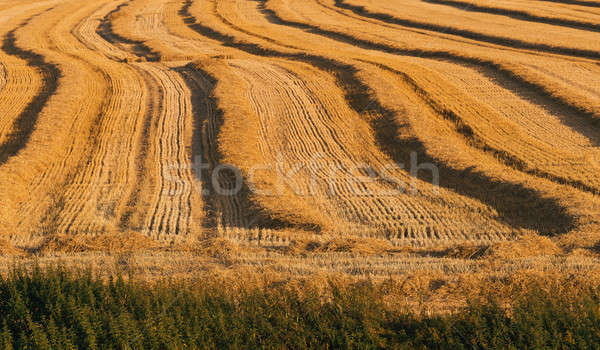 harvested field with straw lines Stock photo © artush