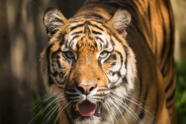 Stock photo: Sumatran Tiger, Panthera tigris sumatrae