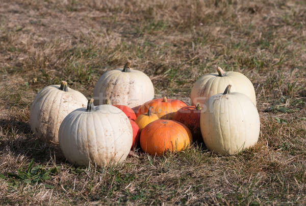 Olgun sonbahar çiftlik halloween dekorasyon Stok fotoğraf © artush