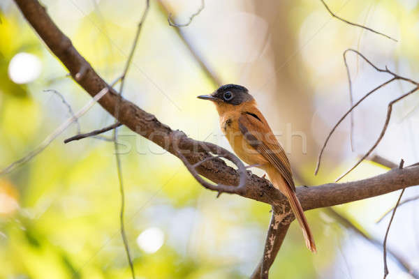 Stock photo: Madagascar bird Paradise-flycatcher, Terpsiphone mutata