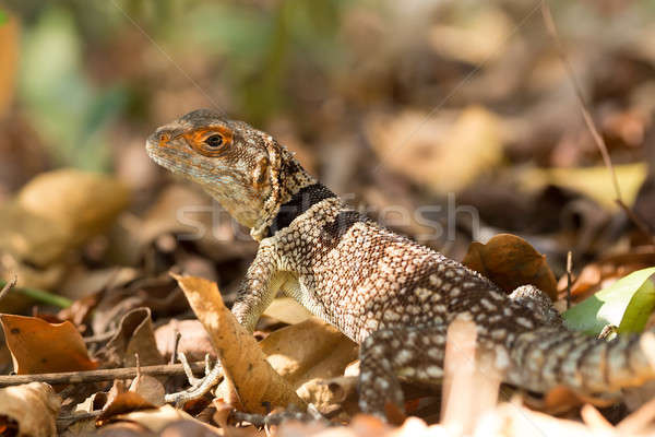 [[stock_photo]]: Lézard · Madagascar · parc · faune