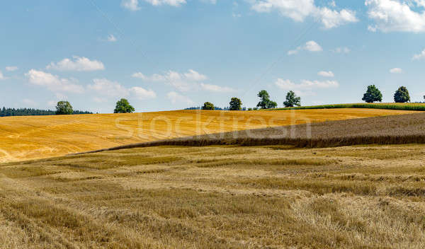 Sommer teilweise Weizenfeld Gold Frühling Stock foto © artush