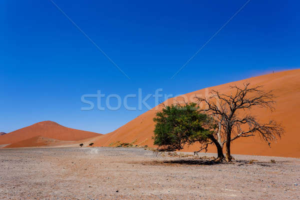 Dune 45 in sossusvlei NamibiaDune 45 in sossusvlei Namibia, view from the top Stock photo © artush