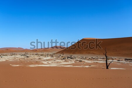beautiful landscape of Hidden Vlei in Namib desert panorama Stock photo © artush