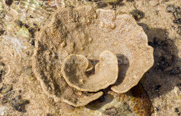 Korallen wie Blume niedrig Flut Indonesien Stock foto © artush