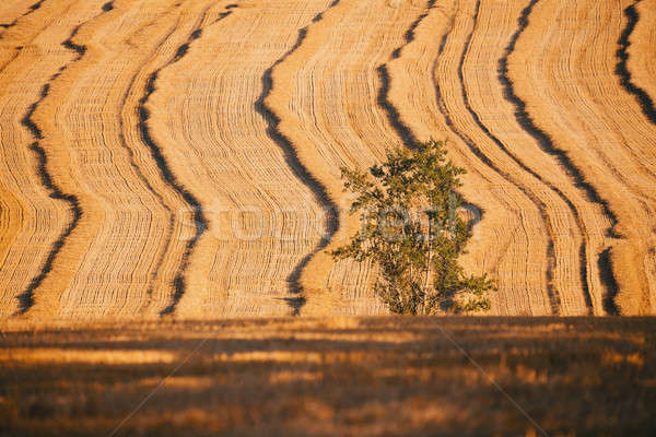 harvested field with straw lines Stock photo © artush