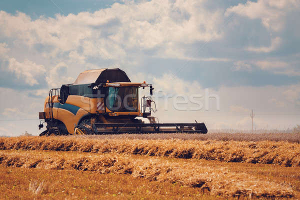 Stock photo: Yellov harvester on field harvesting gold wheat