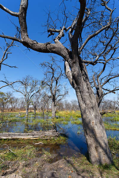 Joc rezerva delta Botswana Africa frumos Imagine de stoc © artush