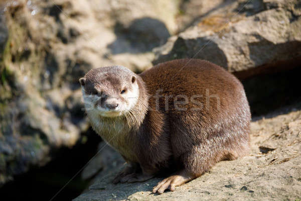European otter family (Lutra lutra) Stock photo © artush