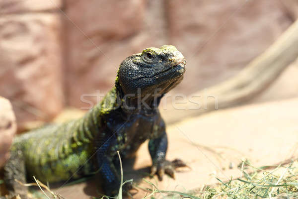 Uromastyx is a genus of African and Asian agamid lizards Stock photo © artush