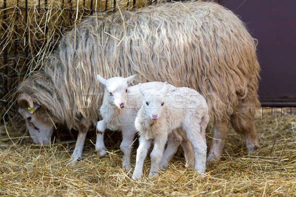 Owiec baranka Wielkanoc symbol mały gospodarstwa Zdjęcia stock © artush