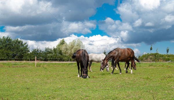 Paarden grasveld dramatisch blauwe hemel gras paard Stockfoto © artush
