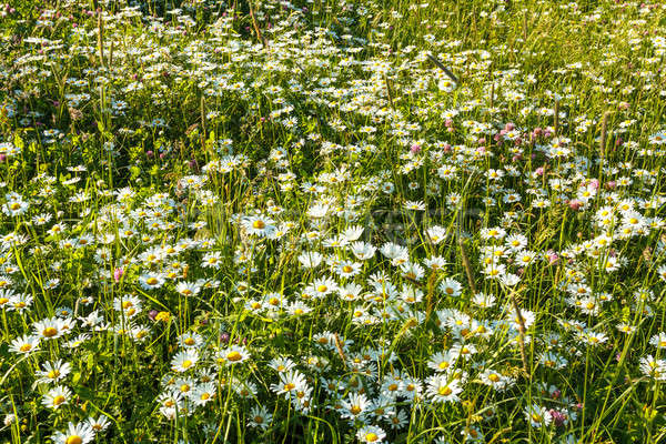 Foto stock: Daisy · campo · de · flores · primavera · fondo · belleza