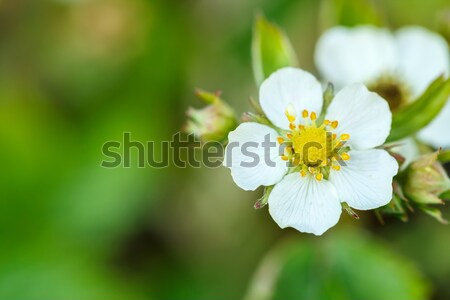 Woodland strawberry flowering Stock photo © artush