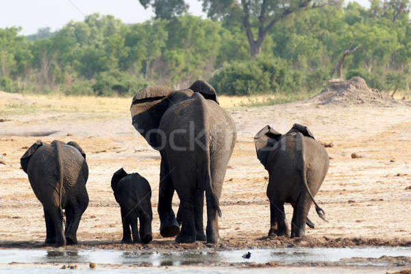 Imagine de stoc: Turma · african · elefantii · potabilă · plin · de · noroi · parc