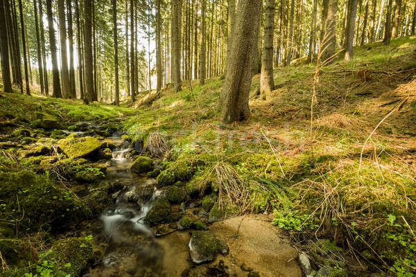 Falls on the small mountain river in a forest Stock photo © artush