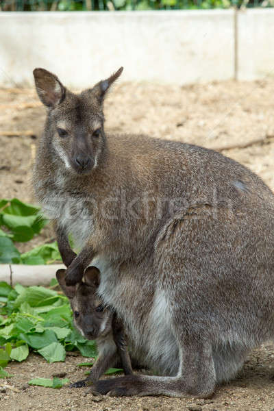 grazzing Red-necked Wallaby (Macropus rufogriseus) Stock photo © artush