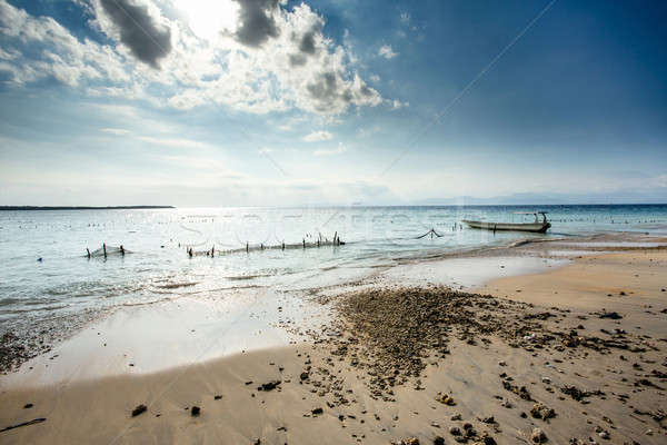 Plantations of seaweed on beach, Algae at low tide Stock photo © artush