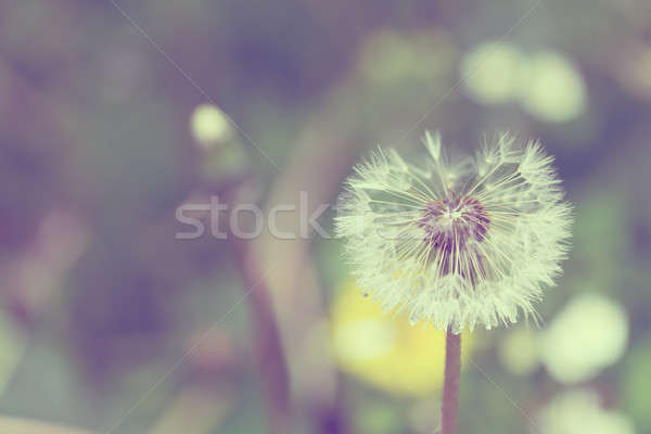 Dandelion zielona trawa płytki skupić wiosną Zdjęcia stock © artush