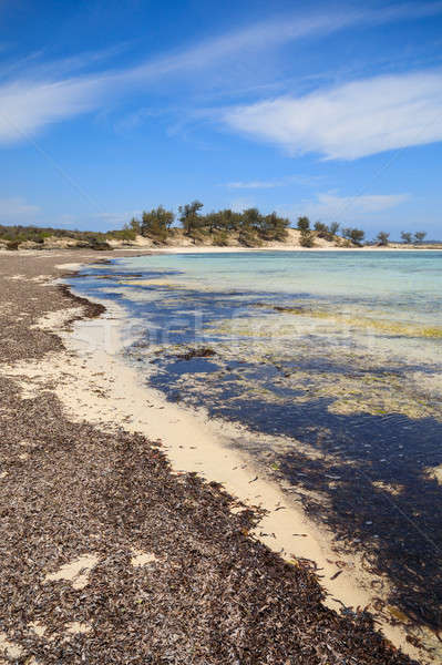 Praia Madagáscar belo região indiano oceano Foto stock © artush