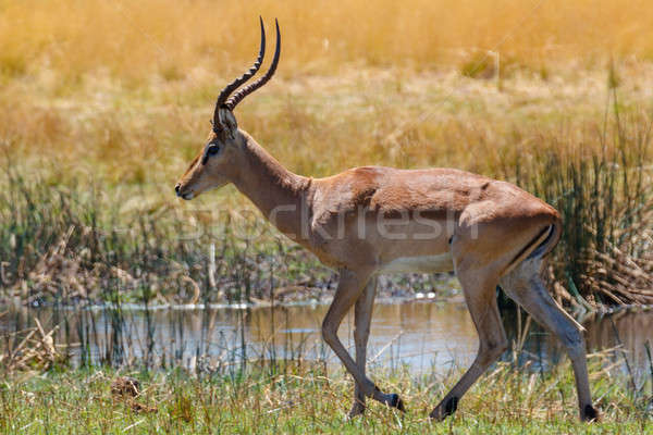 southern lechwe Africa safari wildlife and wilderness Stock photo © artush