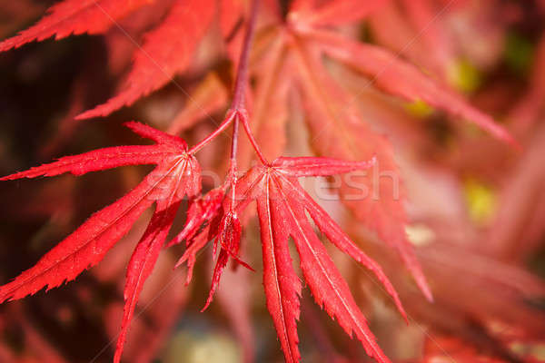 Naturalismo vermelho maple leaf raso foco textura Foto stock © artush