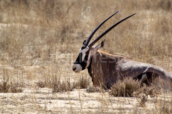 portrait of Gemsbok, Oryx gazella Stock photo © artush