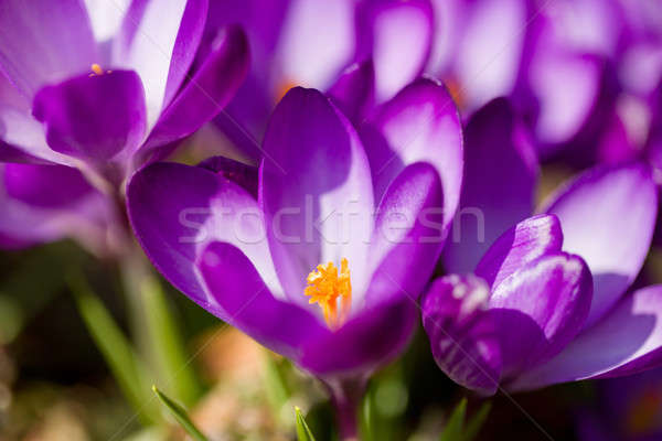 macro of first spring flowers in garden crocus Stock photo © artush