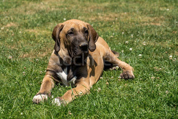 Cachorro mastim ao ar livre grama verde flor segurança Foto stock © artush