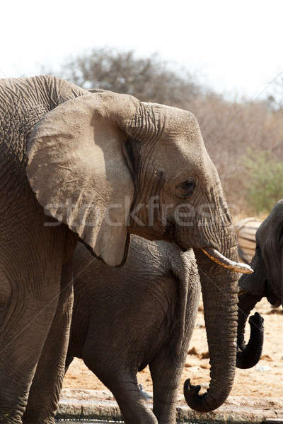 African elephants at a waterhole Stock photo © artush