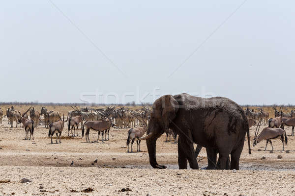 überfüllt Elefanten Zebras Park Namibia Tierwelt Stock foto © artush