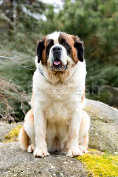 Portre güzel köpek kadın bahar bahçe Stok fotoğraf © artush