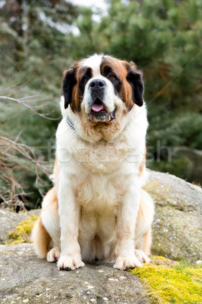 Stock foto: Porträt · nice · Hund · weiblichen · Frühling · Garten