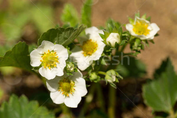 Woodland strawberry flowering Stock photo © artush