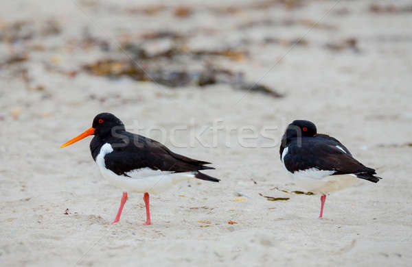 Eurasian oystercatcher (Haematopus ostralegus) Stock photo © artush