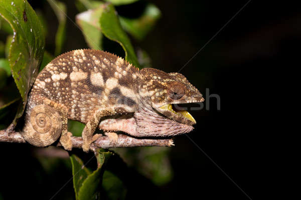 panther chameleon (Furcifer pardalis) Stock photo © artush